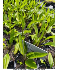 Jeżówka 'SunSeekers Golden Sun' – Złoty Blask i Siła | Lavender-Byliny