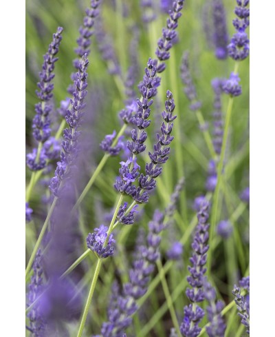 Lawenda 'Grosso' Lavandula x intermedia