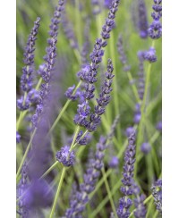 Lawenda 'Grosso' Lavandula x intermedia