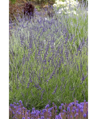Lawenda 'Grosso' Lavandula x intermedia