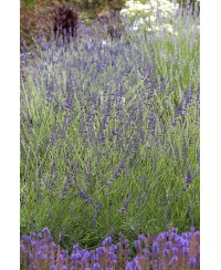 Lawenda 'Grosso' Lavandula x intermedia