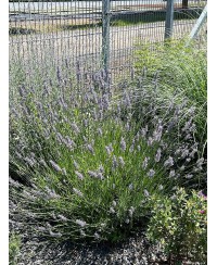 Lawenda 'Grosso' Lavandula x intermedia