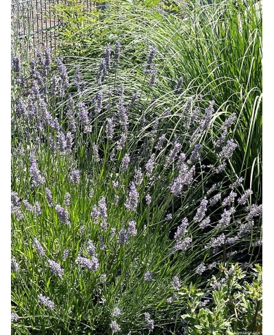 Lawenda 'Grosso' Lavandula x intermedia