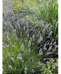 Lawenda 'Grosso' Lavandula x intermedia