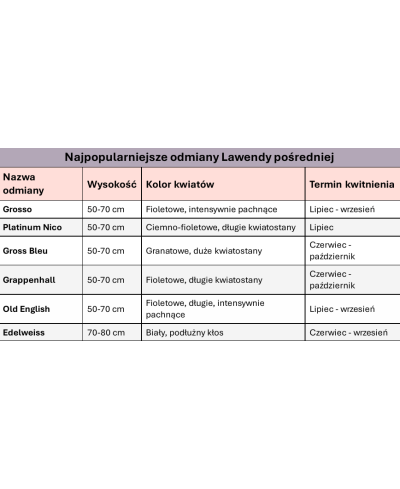 Lawenda 'Grosso' – Najbardziej Pachnąca Odmiana | Lavender-Byliny