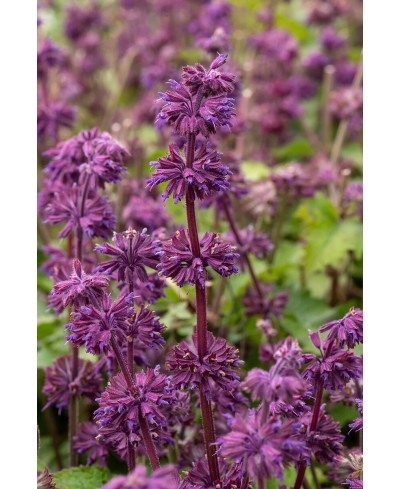 Szałwia Okręgowa ‘Purple Rain’ – Dekoracyjna Bylina Wieloletnia