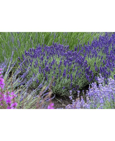 Lawenda 'Hidcote Blue' Lavandula angustifolia