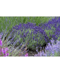 Lawenda 'Hidcote Blue' Lavandula angustifolia