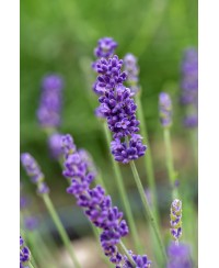 Lawenda 'Hidcote Blue' Lavandula angustifolia