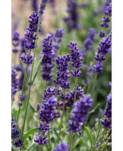Lawenda 'Hidcote Blue' Lavandula angustifolia