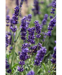 Lawenda 'Hidcote Blue' Lavandula angustifolia