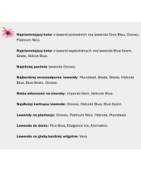 Lawenda 'Imperial Gem' – Królewski Fiolet i Gęsty Pokrój | Lavender-Byliny