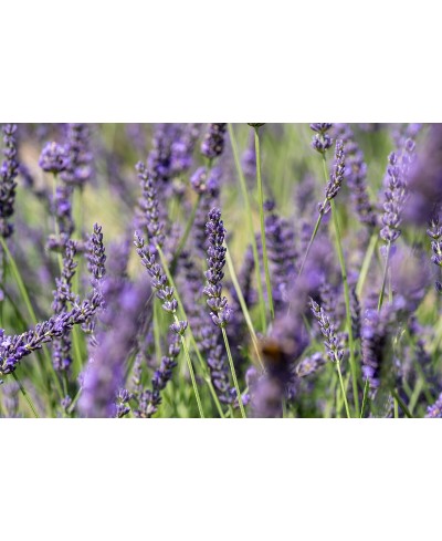 Lawenda pośrednia 'Phenomenal' Lavandula x intermedia
