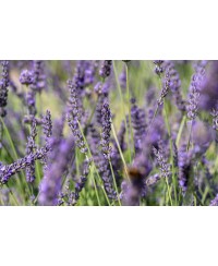 Lawenda pośrednia 'Phenomenal' Lavandula x intermedia