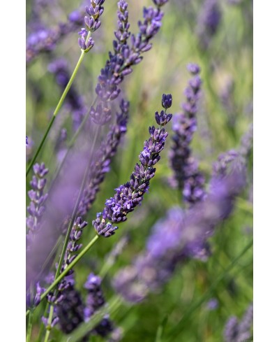 Lawenda pośrednia 'Phenomenal' Lavandula x intermedia