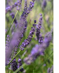 Lawenda pośrednia 'Phenomenal' Lavandula x intermedia
