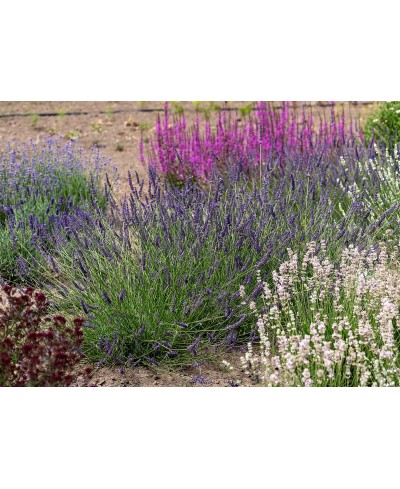 Lawenda pośrednia 'Phenomenal' Lavandula x intermedia