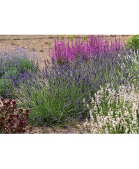 Lawenda pośrednia 'Phenomenal' Lavandula x intermedia