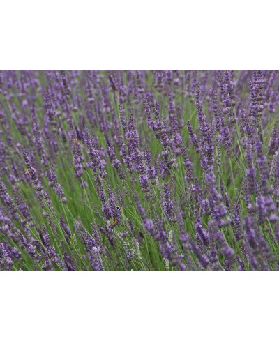 Lawenda pośrednia 'Phenomenal' Lavandula x intermedia