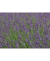Lawenda pośrednia 'Phenomenal' Lavandula x intermedia