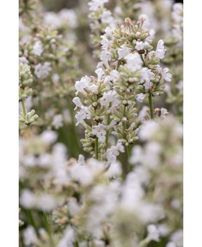 Lawenda wąskolistna 'Artic Snow' (Lavandula angustifolia)