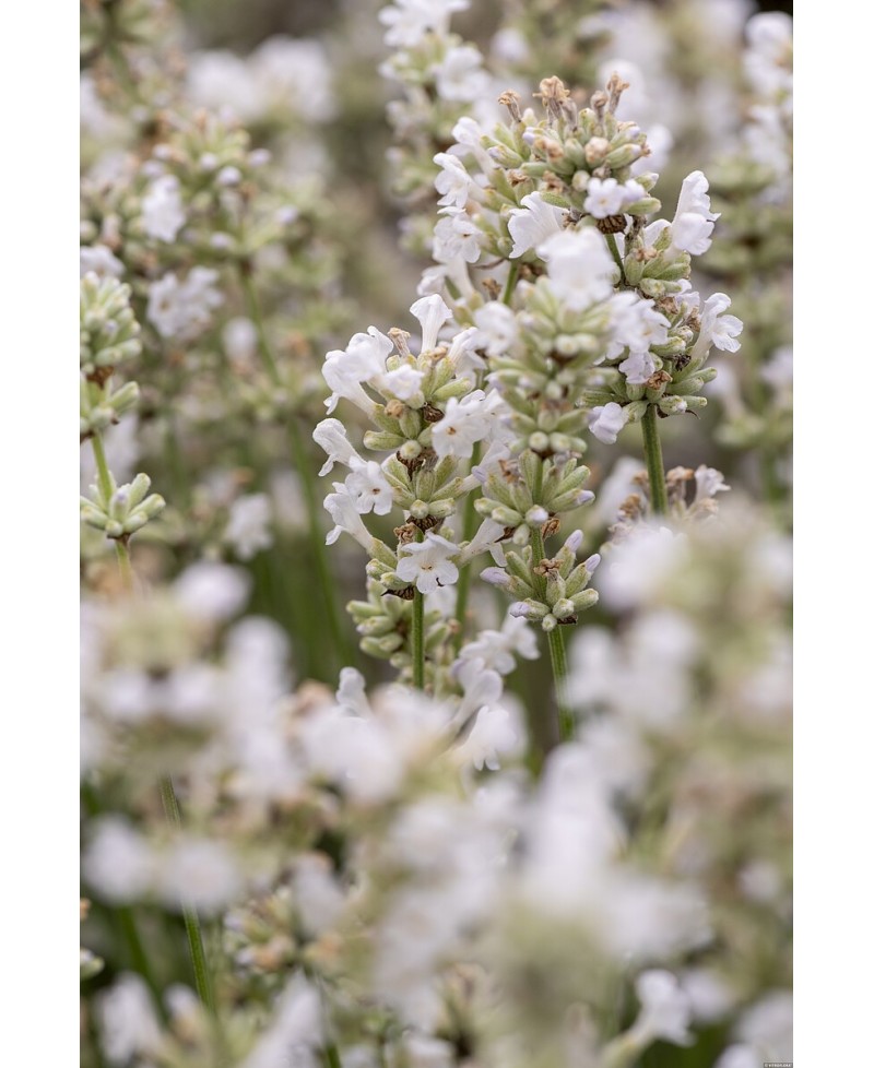 Lawenda wąskolistna 'Artic Snow' (Lavandula angustifolia)