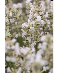 Lawenda wąskolistna 'Artic Snow' (Lavandula angustifolia)