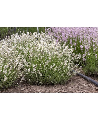 Lawenda wąskolistna 'Artic Snow' (Lavandula angustifolia)