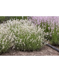 Lawenda wąskolistna 'Artic Snow' (Lavandula angustifolia)