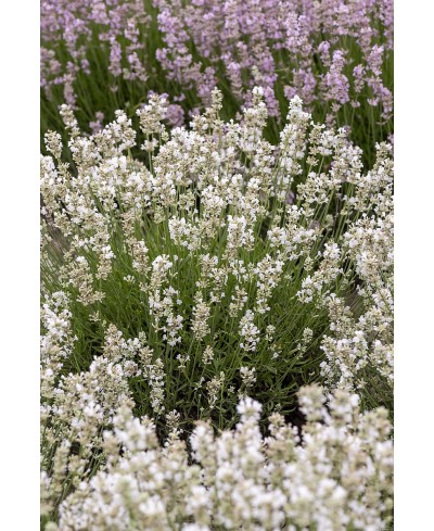 Lawenda wąskolistna 'Artic Snow' (Lavandula angustifolia)