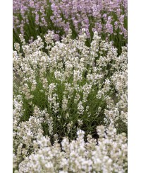 Lawenda wąskolistna 'Artic Snow' (Lavandula angustifolia)