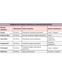 Lawenda 'Edelweiss' – Biała Prowansja w Twoim Ogrodzie | Lavender-Byliny