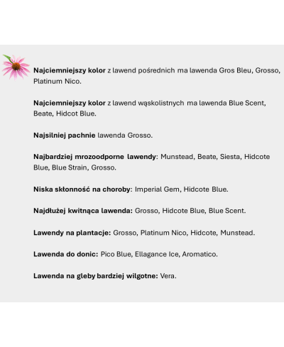 Lawenda 'Edelweiss' – Biała Prowansja w Twoim Ogrodzie | Lavender-Byliny