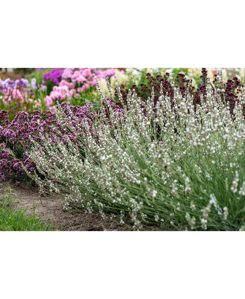 Lawenda pośrednia 'Edelweiss' (Lavandula intermedia)