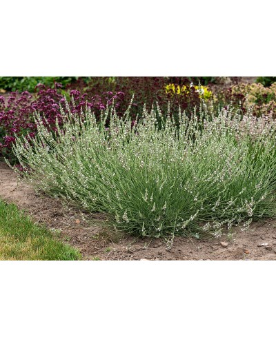 Lawenda pośrednia 'Edelweiss' (Lavandula intermedia)