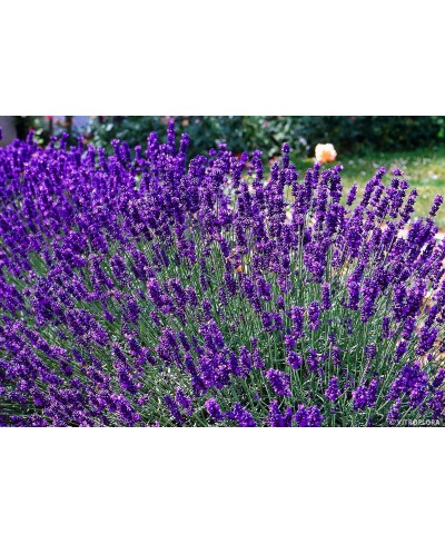 Lawenda wąskolistna 'Dwarf Blue' (Lavandula angustifolia)