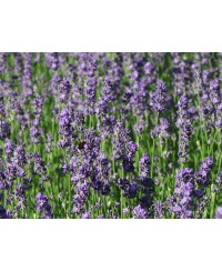 Lawenda wąskolistna 'Munstead' (Lavandula angustifolia)