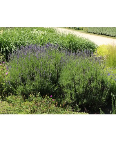 Lawenda wąskolistna 'Munstead' (Lavandula angustifolia)