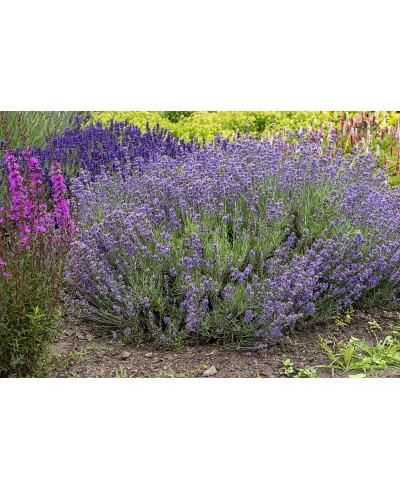 Lawenda wąskolistna 'Munstead' (Lavandula angustifolia)