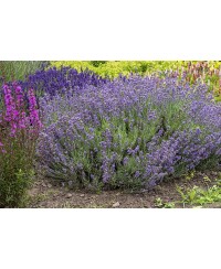 Lawenda wąskolistna 'Munstead' (Lavandula angustifolia)
