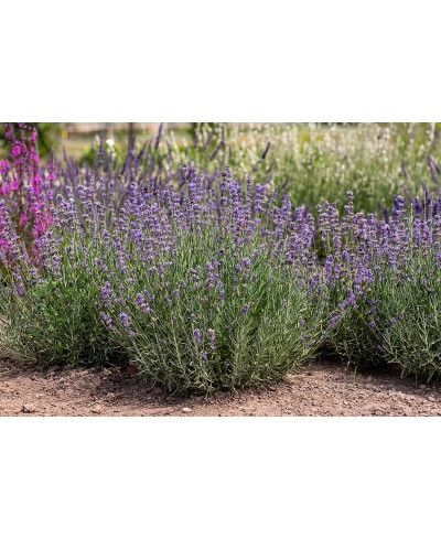 Lawenda wąskolistna 'Munstead' (Lavandula angustifolia)