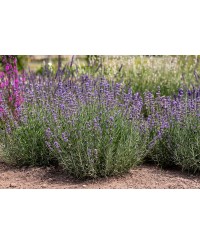 Lawenda wąskolistna 'Munstead' (Lavandula angustifolia)