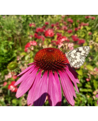 Jeżówka purpurowa (Echinacea purpurea)