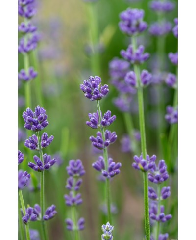 Lawenda wąskolistna 'Munstead' (Lavandula angustifolia)
