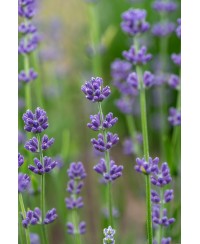 Lawenda wąskolistna 'Munstead' (Lavandula angustifolia)