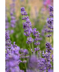 Lawenda wąskolistna 'Munstead' (Lavandula angustifolia)