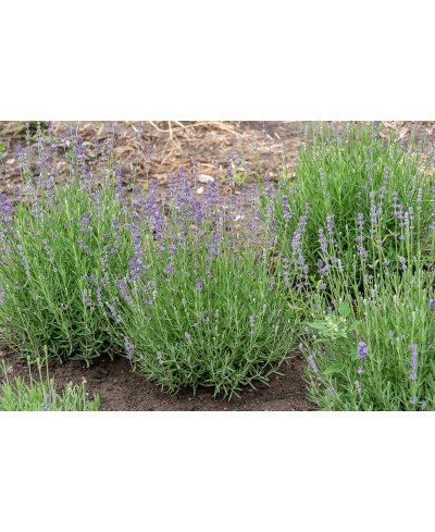 Lawenda wąskolistna 'Munstead' (Lavandula angustifolia)