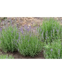 Lawenda wąskolistna 'Munstead' (Lavandula angustifolia)