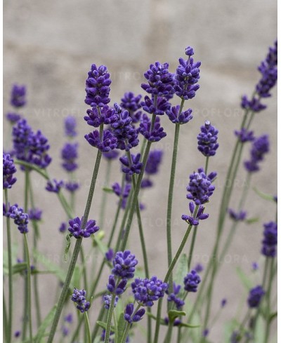 Lawenda wąskolistna 'Blue Scent' (Lavandula angustifolia)