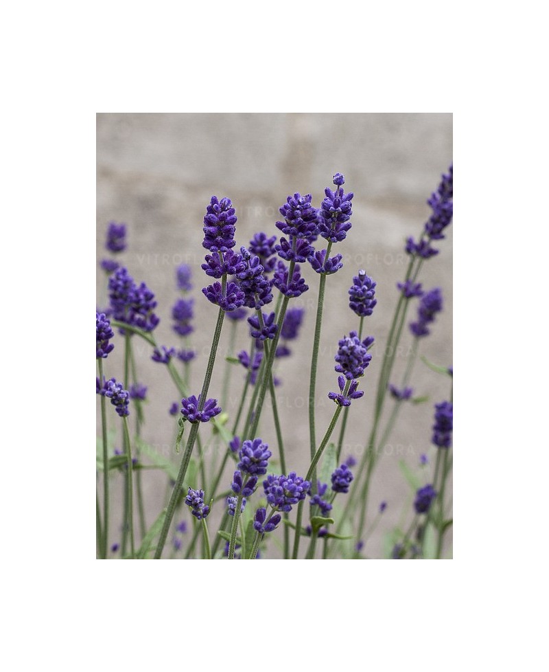 Lawenda wąskolistna 'Blue Scent' (Lavandula angustifolia)